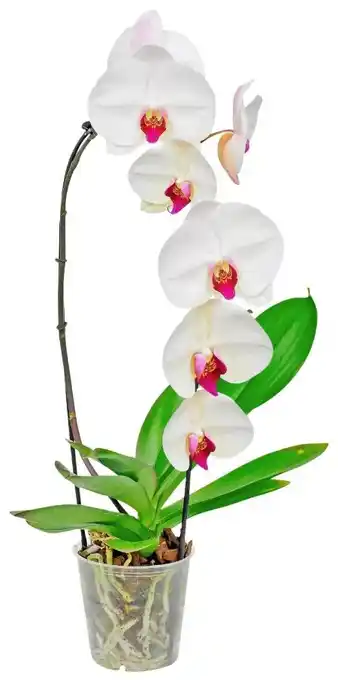 Kaufland Orchidee Angebot