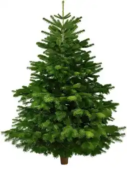 Kaufland Weihnachts Nordmanntannen Angebot