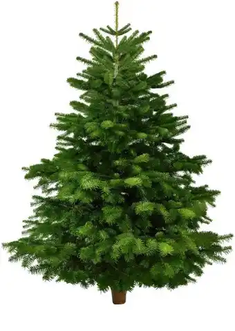 Kaufland Weihnachts Nordmanntannen Angebot