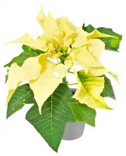 Kaufland Zauberstern Angebot