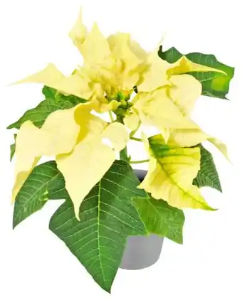 Kaufland Zauberstern Angebot