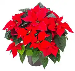 Kaufland Weihnachtsstern Busch Angebot