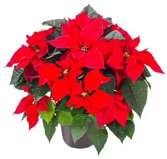 Kaufland Weihnachtsstern Busch Angebot