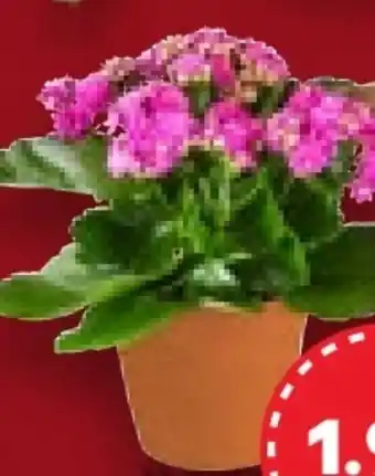 Kaufland Kalanchoe Angebot