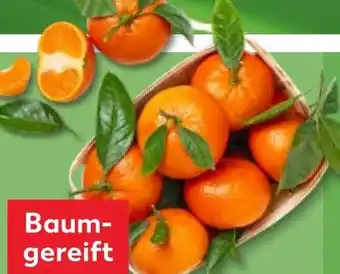 Kaufland Blatt-Clementinen Angebot