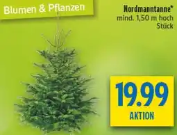 diska Nordmanntanne Angebot