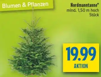 diska Nordmanntanne Angebot