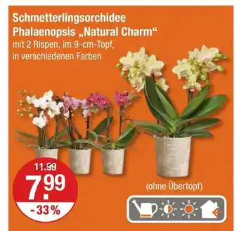 V Markt Schmetterlingsorchidee phalaenopsis „natural charm“ Angebot
