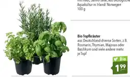 CITTI Markt Bio Topfkräuter Angebot