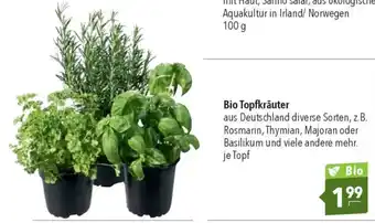CITTI Markt Bio Topfkräuter Angebot