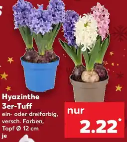 Kaufland Hyazinthe 3er-Tuff Angebot