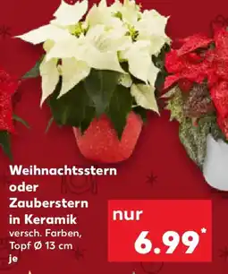 Kaufland Weihnachtsstern oder Zauberstern Angebot