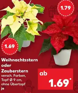 Kaufland Weihnachtsstern oder Zauberstern Angebot