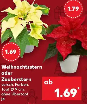 Kaufland Weihnachtsstern oder Zauberstern Angebot