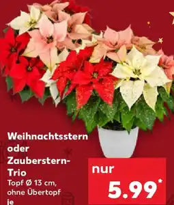 Kaufland Weihnachtsstern oder Zauberstern- Trio Angebot