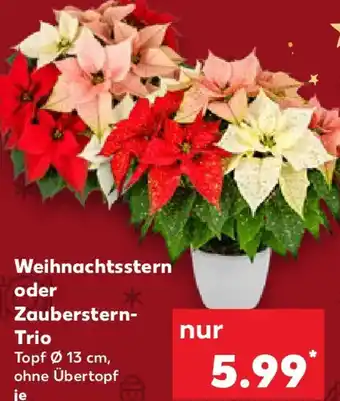 Kaufland Weihnachtsstern oder Zauberstern- Trio Angebot
