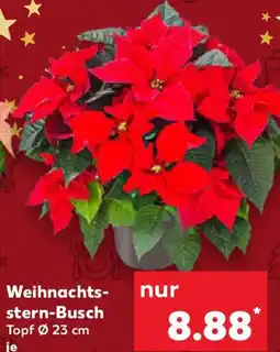 Kaufland Weihnachts- stern-Busch Angebot