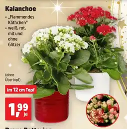 Thomas Philipps Kalanchoe Angebot