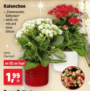 Thomas Philipps Kalanchoe Angebot