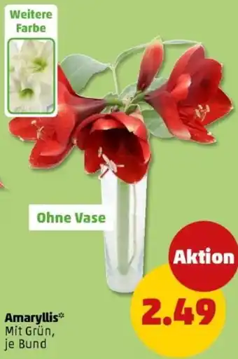 PENNY Amaryllis Angebot