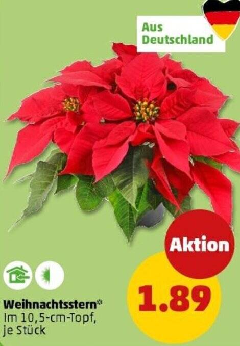 Weihnachtsstern Angebot bei PENNY
