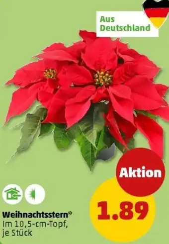 PENNY Weihnachtsstern Angebot