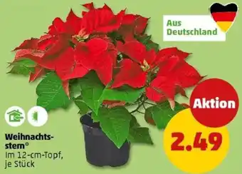 PENNY Weihnachtsstern Angebot