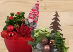 Hagebau Weihnachts Bepflanzte Keramikschale Angebot