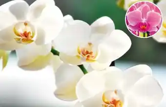 Hagebau Schmetterlingsorchidee Phalaenopsis Angebot