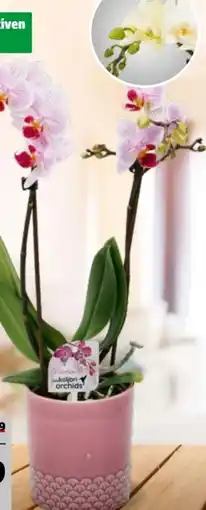 Hagebau Orchidee Little Kolibri Angebot