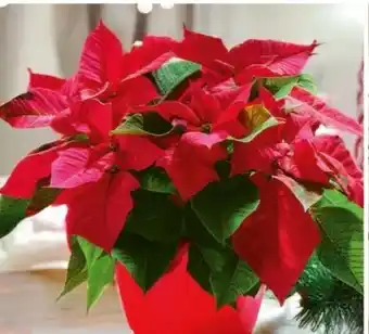 Hagebau Weihnachtsstern Euphorbia pulcherrima Angebot