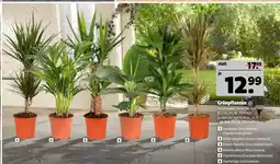 Hagebau Grünpflanzen Angebot