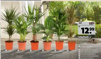 Hagebau Grünpflanzen Angebot