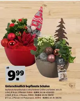 Hagebau Unterschiedlich bepflanzte schalen Angebot