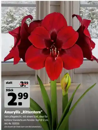 Hagebau Amaryllis „ritterstern“ Angebot