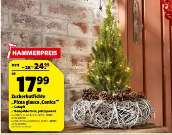 Hagebau Zuckerhutfichte „picea glauca ‚conica‘“ Angebot