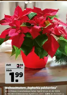 Hagebau Weihnachtsstern „euphorbia pulcherrima“ Angebot