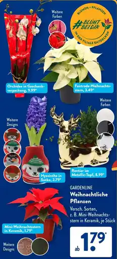 Aldi Süd GARDENLINE Weihnachtliche Pflanzen Angebot