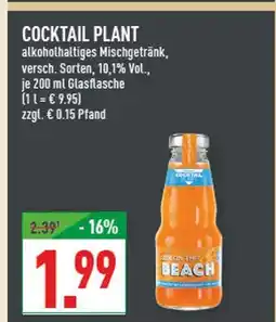 Marktkauf Cocktail plant cocktail plant Angebot