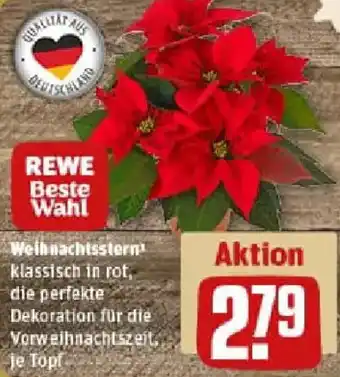 REWE Weihnachtsstern Angebot