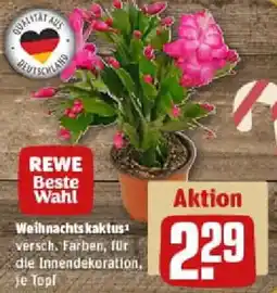 REWE Weihnachts kaktus Angebot