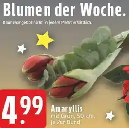 Edeka Amaryllis Angebot