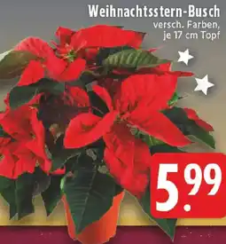 Edeka Weihnachtsstern-Busch Angebot