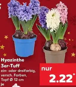 Kaufland Hyazinthe 3er-Tuff Angebot