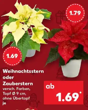 Kaufland Weihnachtsstern oder Zauberstern Angebot