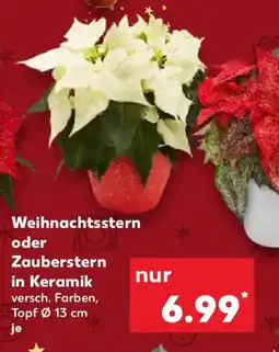 Kaufland Weihnachtsstern oder Zauberstern Angebot