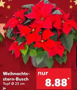 Kaufland Weihnachtsstern Busch Angebot