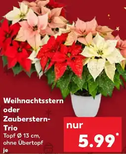 Kaufland Weihnachtsstern oder Zauberstern Trio Angebot