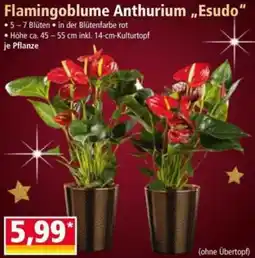 Norma Flamingoblume Anthurium ,,Esudo'' Angebot