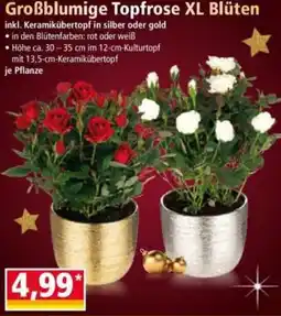 Norma Großblumige Topfrose XL Blüten Angebot